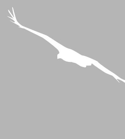 Adler2Grafik